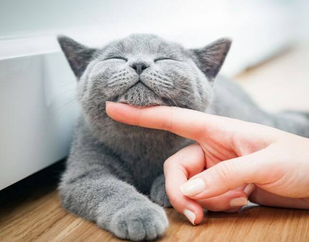 gray cat being pet