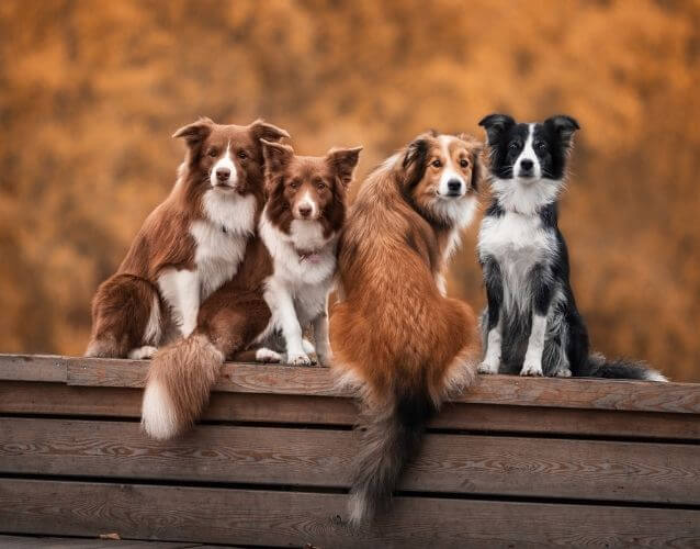 four dogs sitting on fence