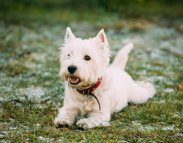 terrier laying on grass