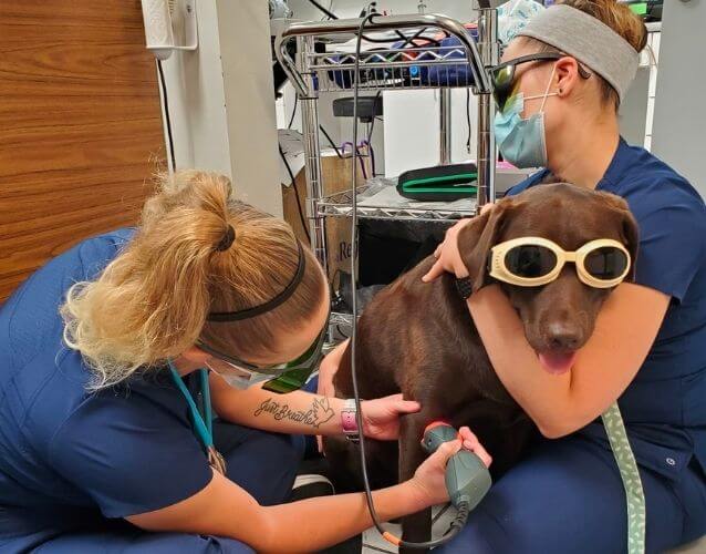 aahw doctors laser therapy