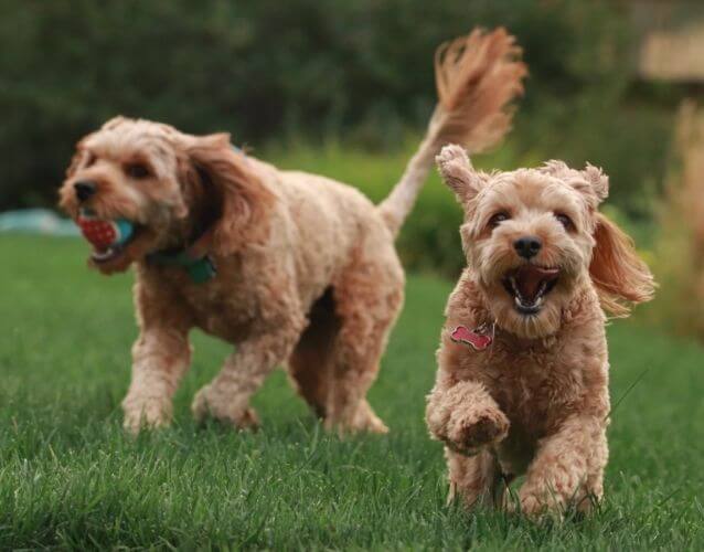two dogs running on grass
