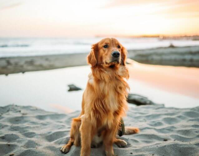 dog sitting on sand