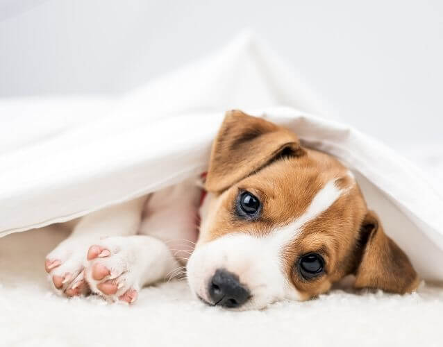 puppy laying under blanket