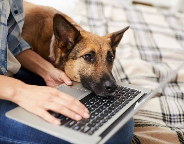 dog with laptop