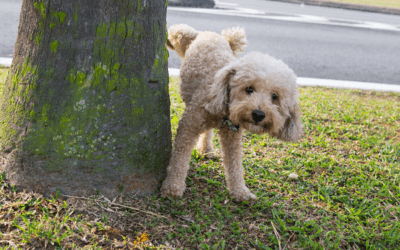 Dog Behavior Problems: Marking Behavior