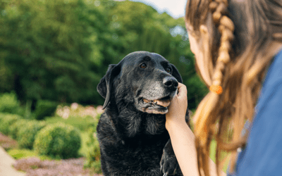 Feeding Senior Dogs