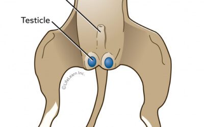 Neutering in Dogs