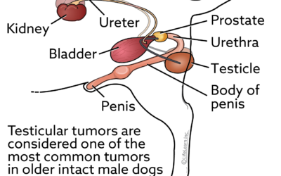 Testicular Tumors