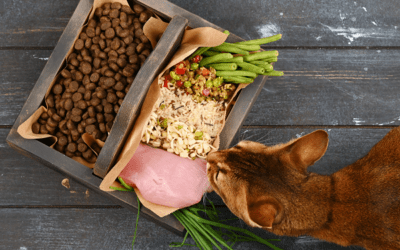 Nutrition: Pros and Cons of Home-Prepared Diets for Cats and Dogs